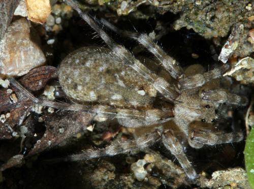 Arctosa sp.